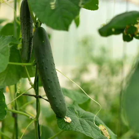 Kuca Za Odmor Sliskovic