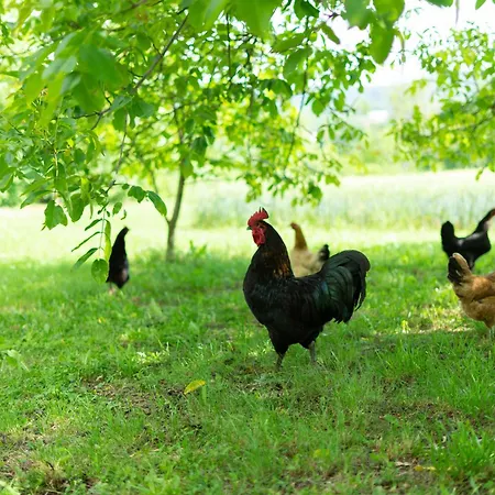 Kuca Za Odmor Sliskovic